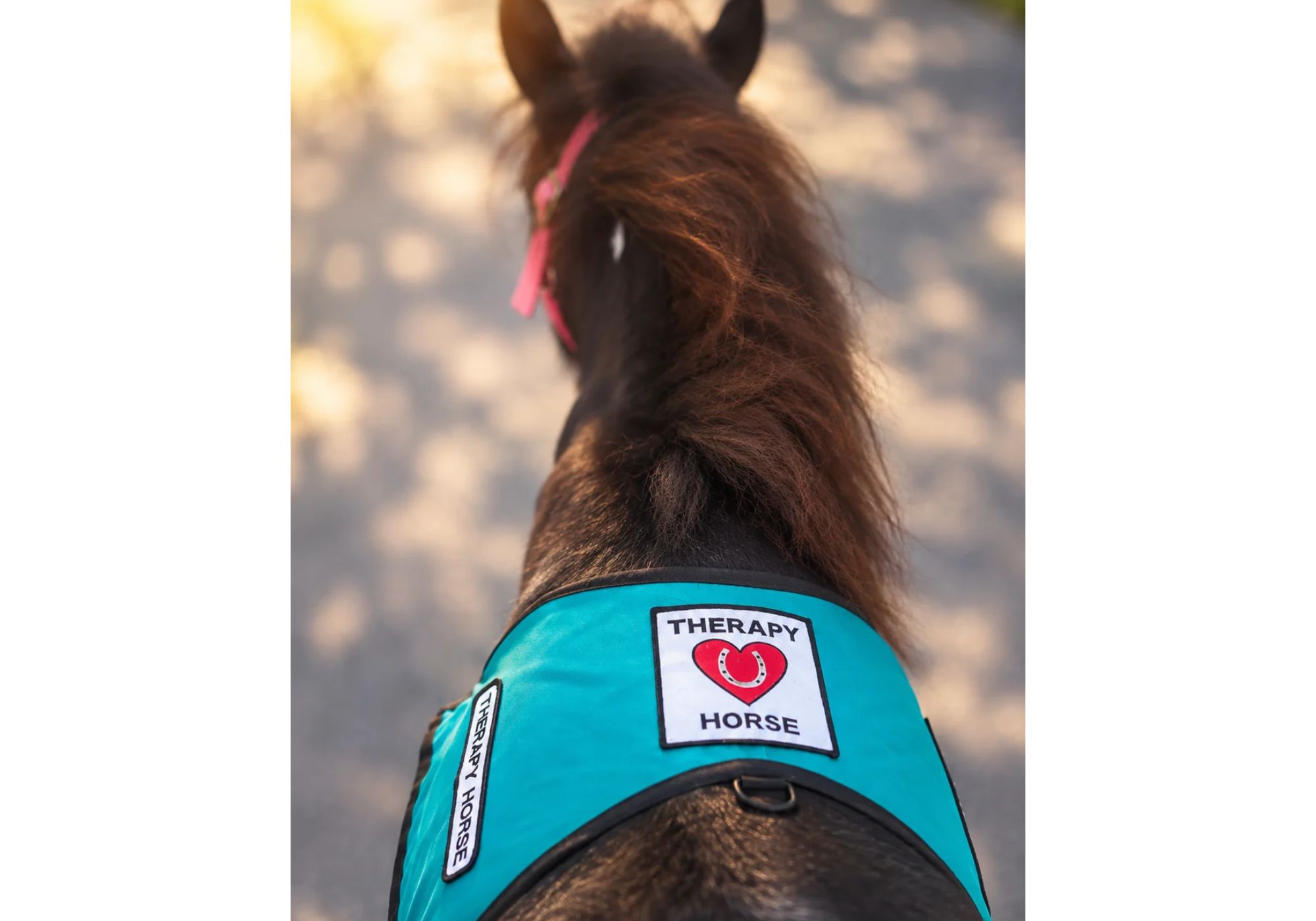 Dottie, the miniature horse, during community visits