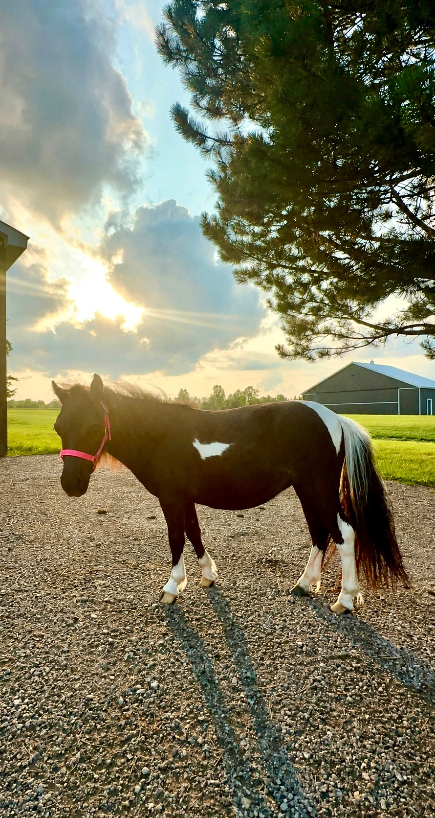 Placeholder for Dottie's profile photograph